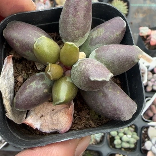 86艺姬海豹多肉植物多