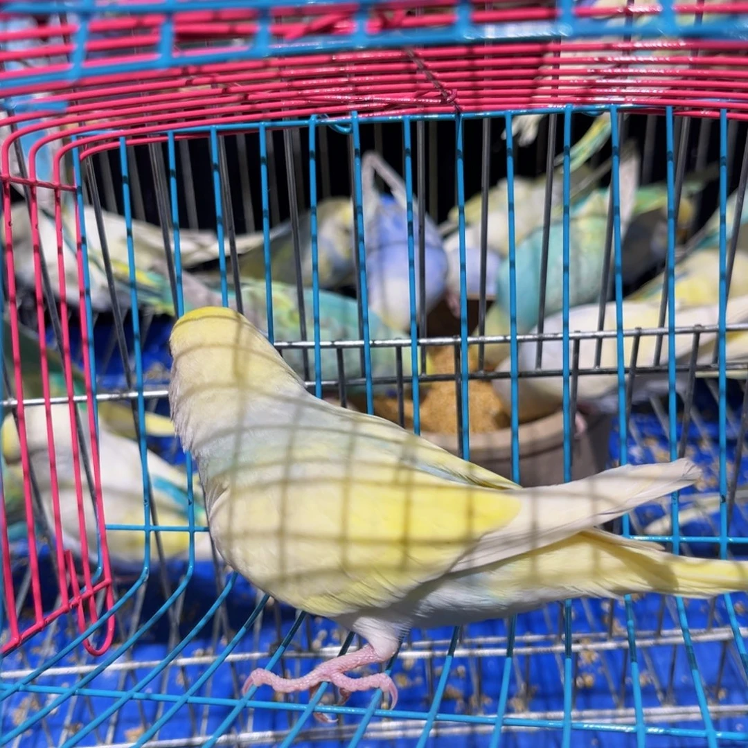 虎皮鹦鹉金彩虎皮鹦鹉公一物一拍不退换