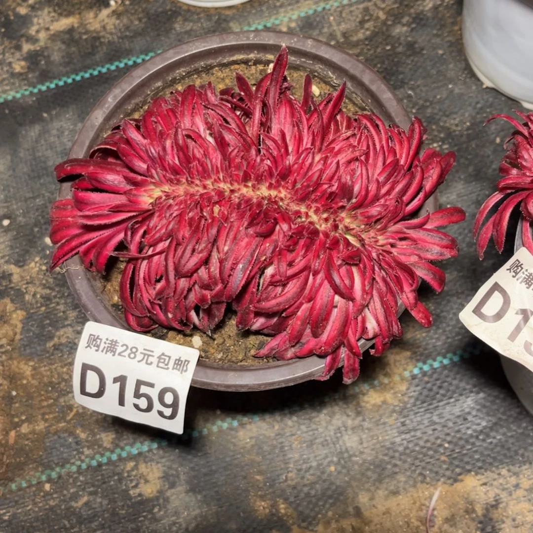 159多肉植物朱雀缀化