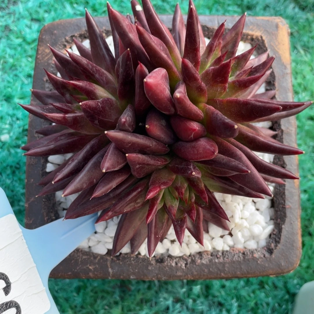 多肉植物盆栽多肉植物