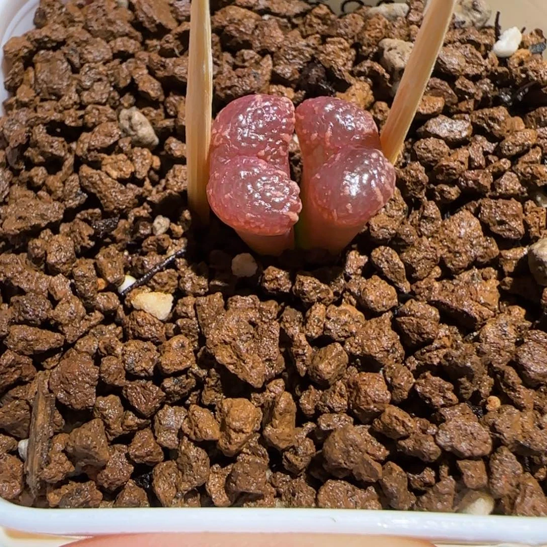 ****e肉锥多肉植物百科-93