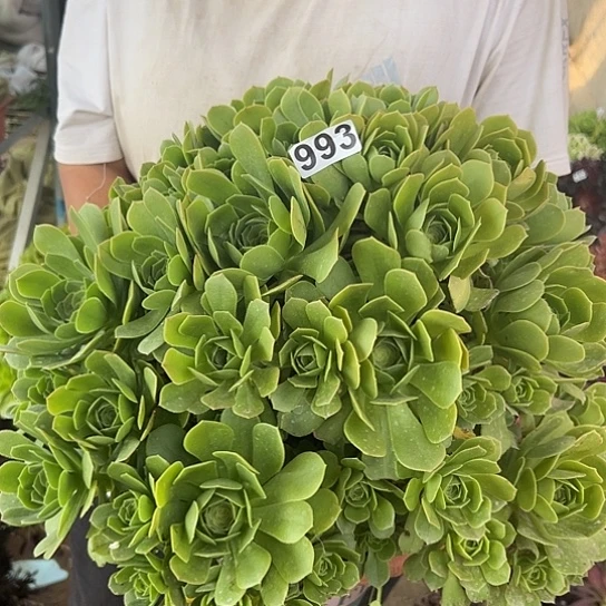 爱****肉一颗多肉法师植物