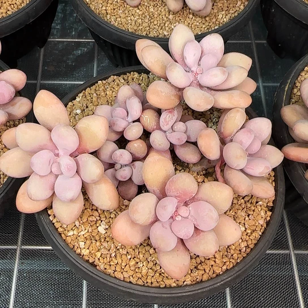 从前慢花园精选亚美奶酪