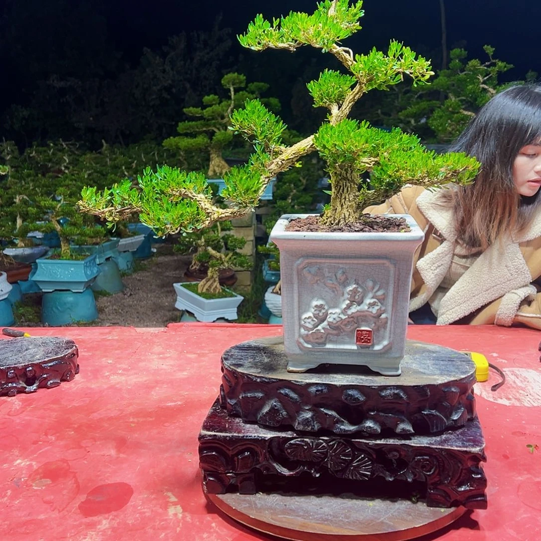 无花朵广东黄杨盆景