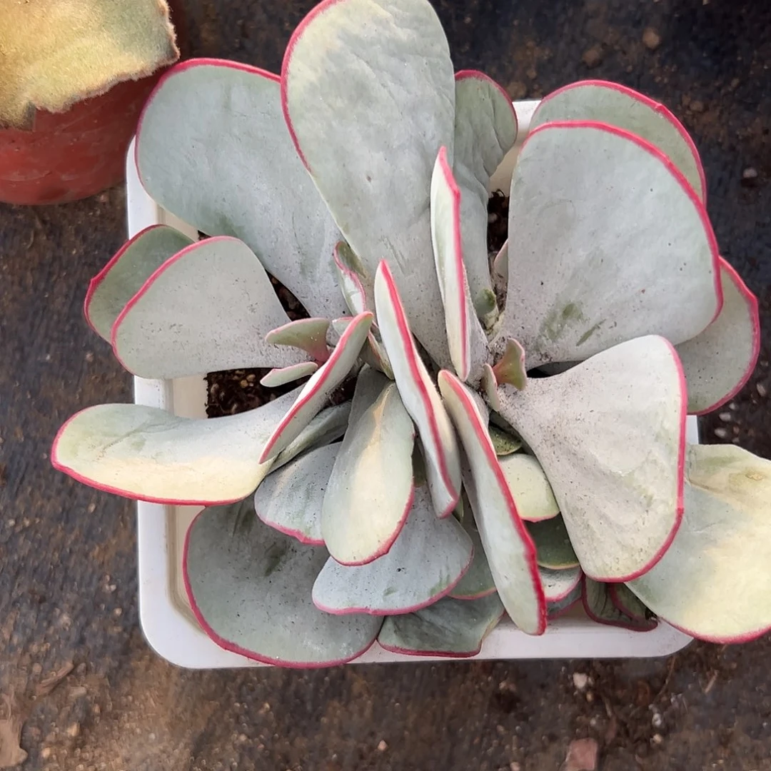 多肉植物白眉群生