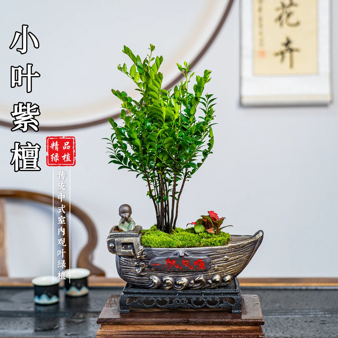 一帆风顺黑古茶小叶紫檀丛林禅意室内好养茶桌客厅卧室