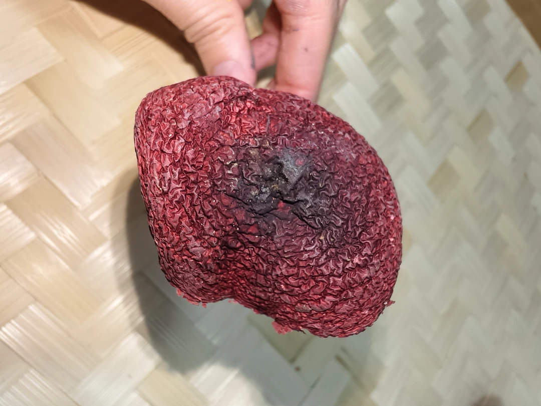 桃源洞高山野生正红菇大花蕾