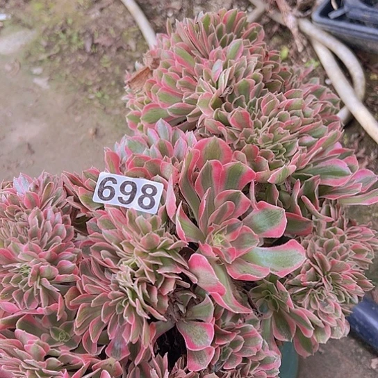 会***洪多肉植物一个女巫追