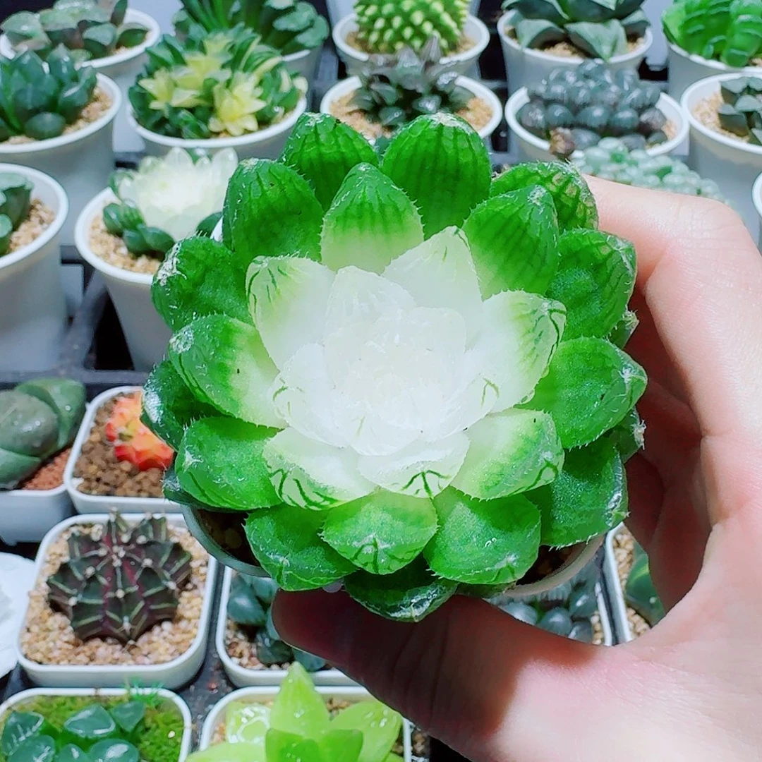 福利，白莲花，6.6，666