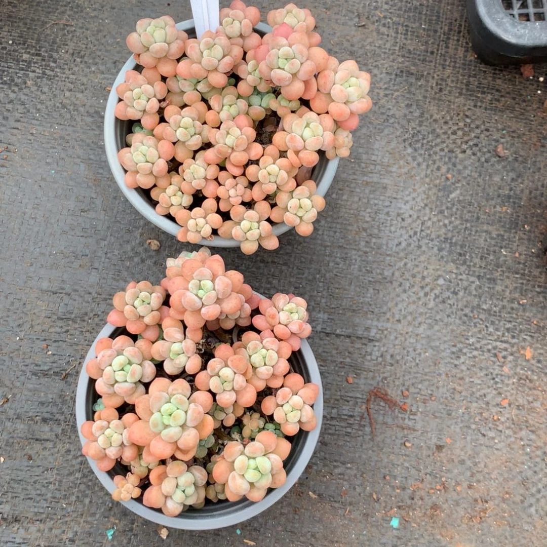 啊啊啊啊啊啊啊啊657砍过