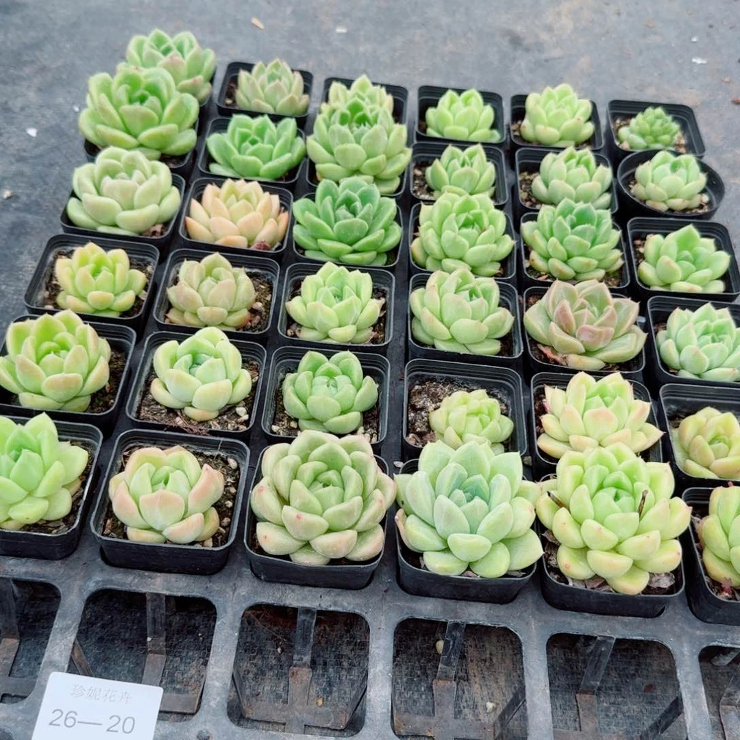 白玫瑰杂交珍妮三颗量拍26-20