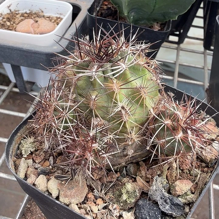 达氏青花虾群5仙人球