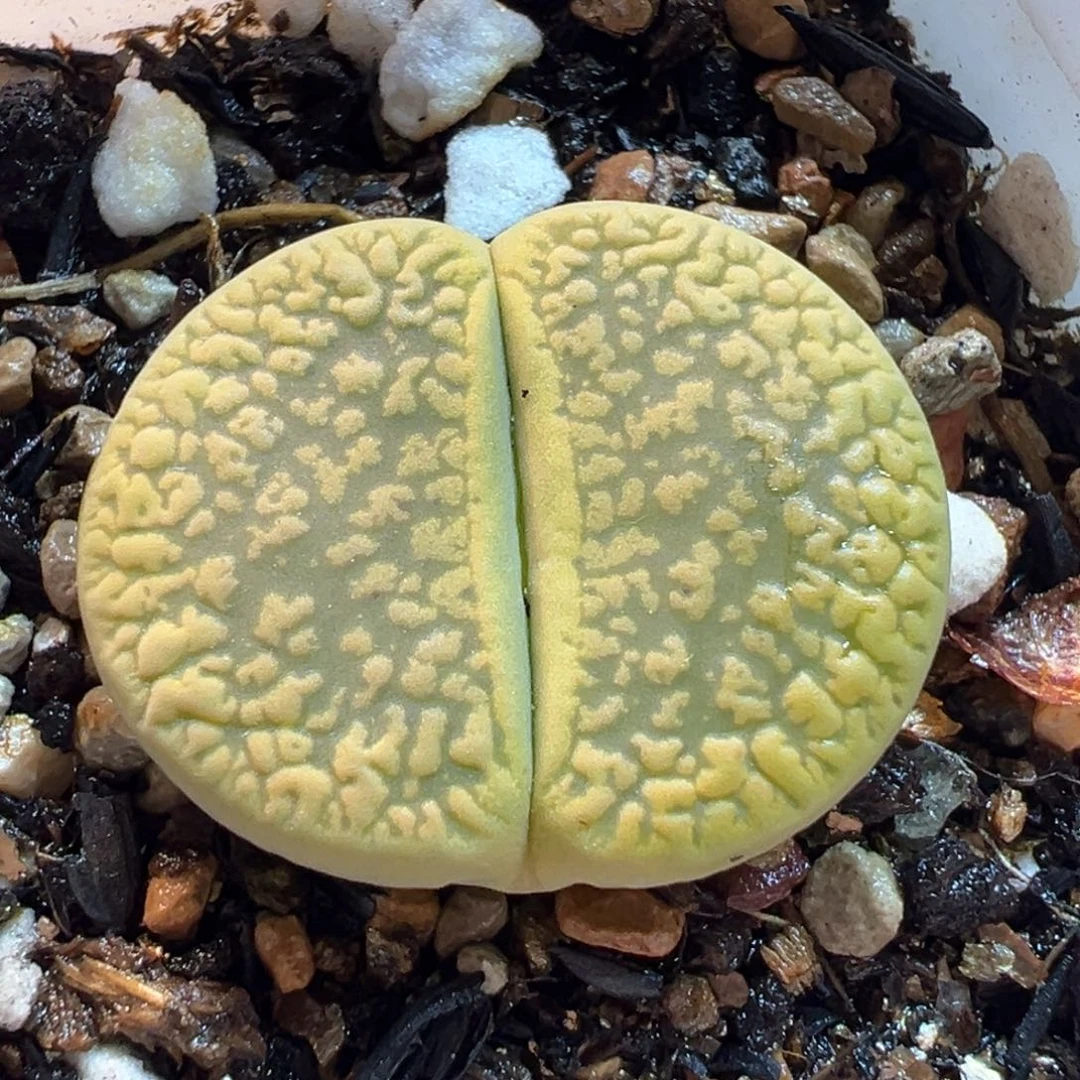 031多肉植物种类多样