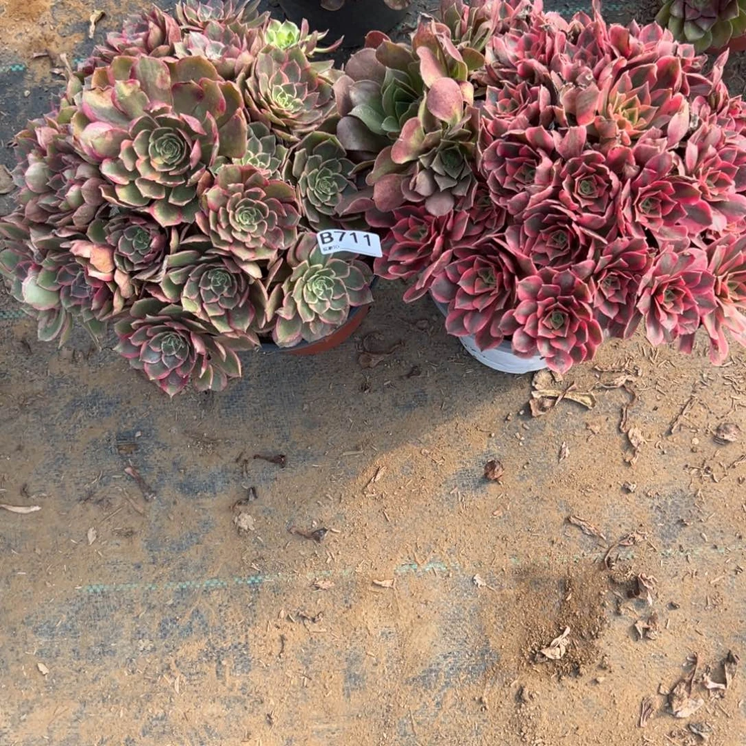 711两颗组合多肉植物