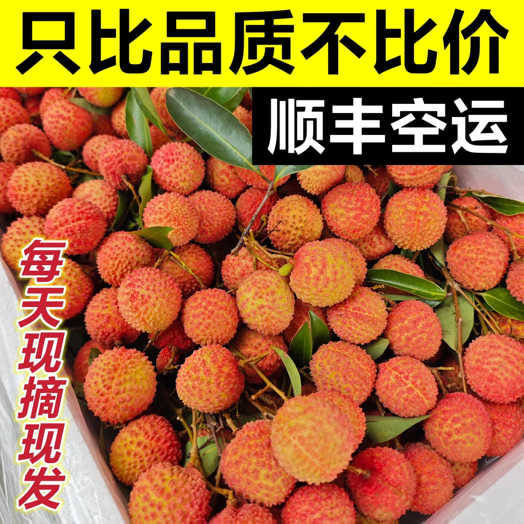 【10斤装】广东茂名高州桂味荔枝自家果园现摘直发新鲜顺丰冷链包邮