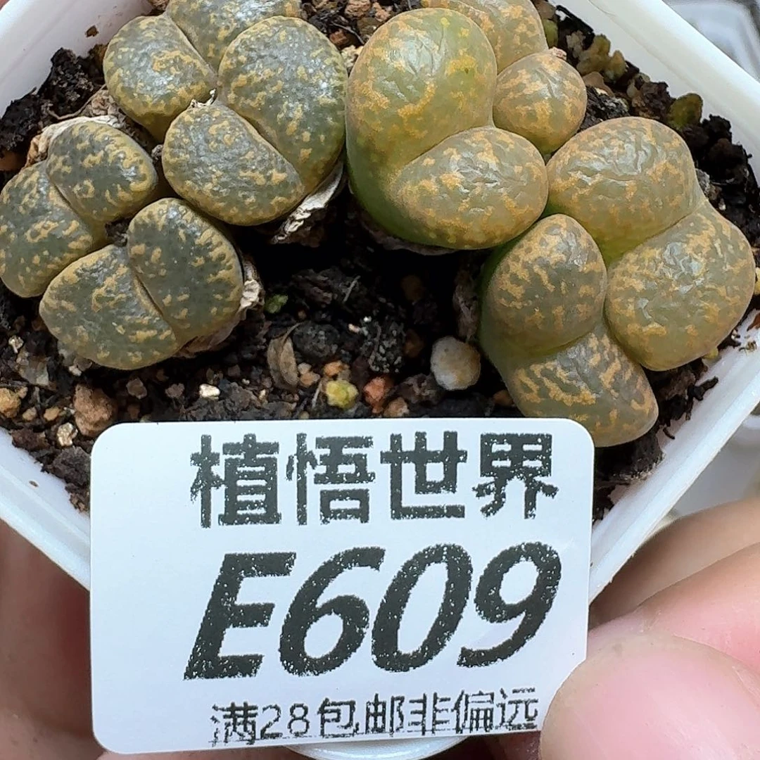 的润泽的润泽的动作