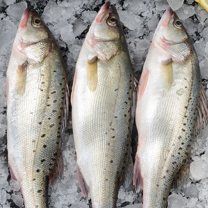 直播现称大海鲈--顺丰活活压冰发货  直播现称以直播间为准