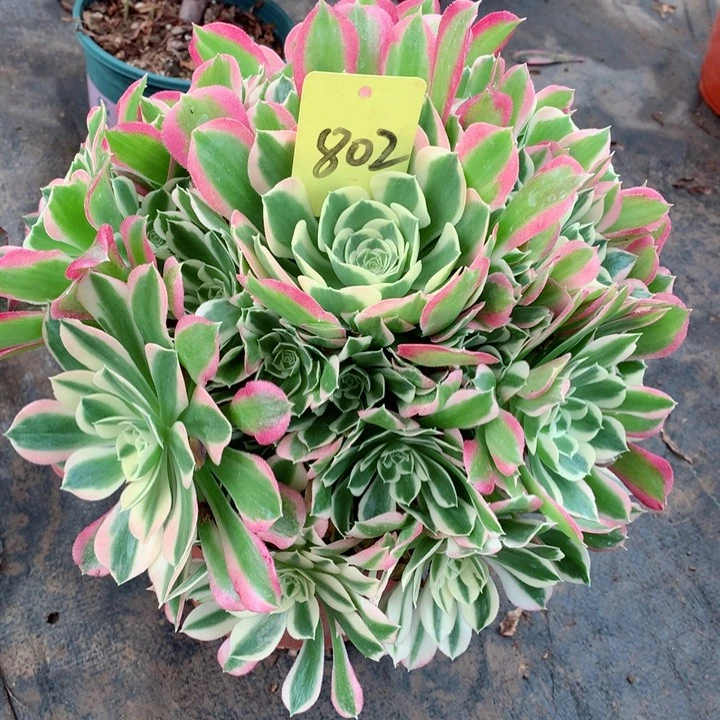 802雨花石多肉111111