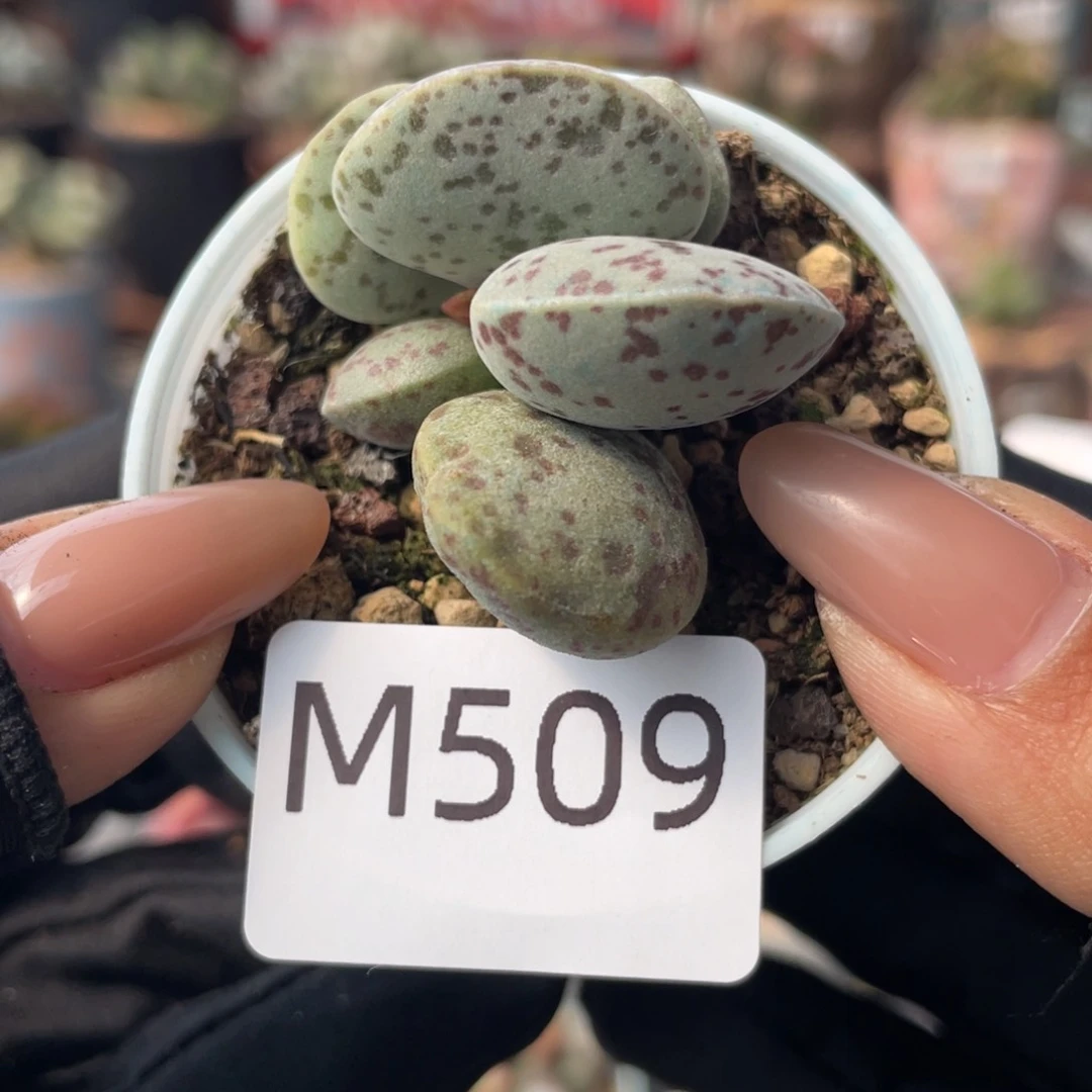 福利。     509。