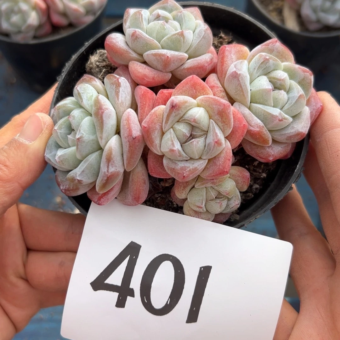 秋***天401、多发发发吃吃吃v