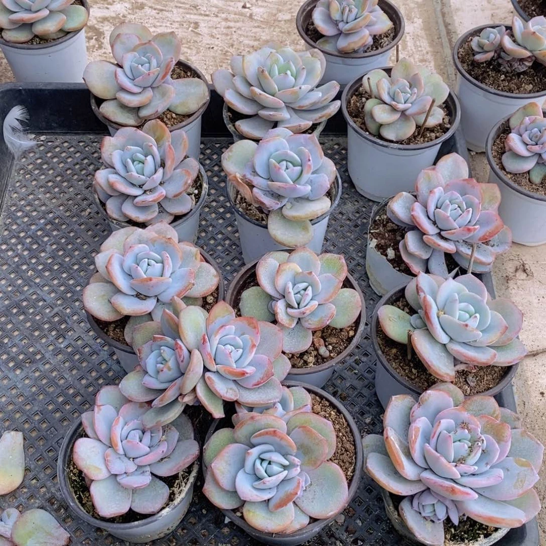 甜**i多肉植物13颗11111111