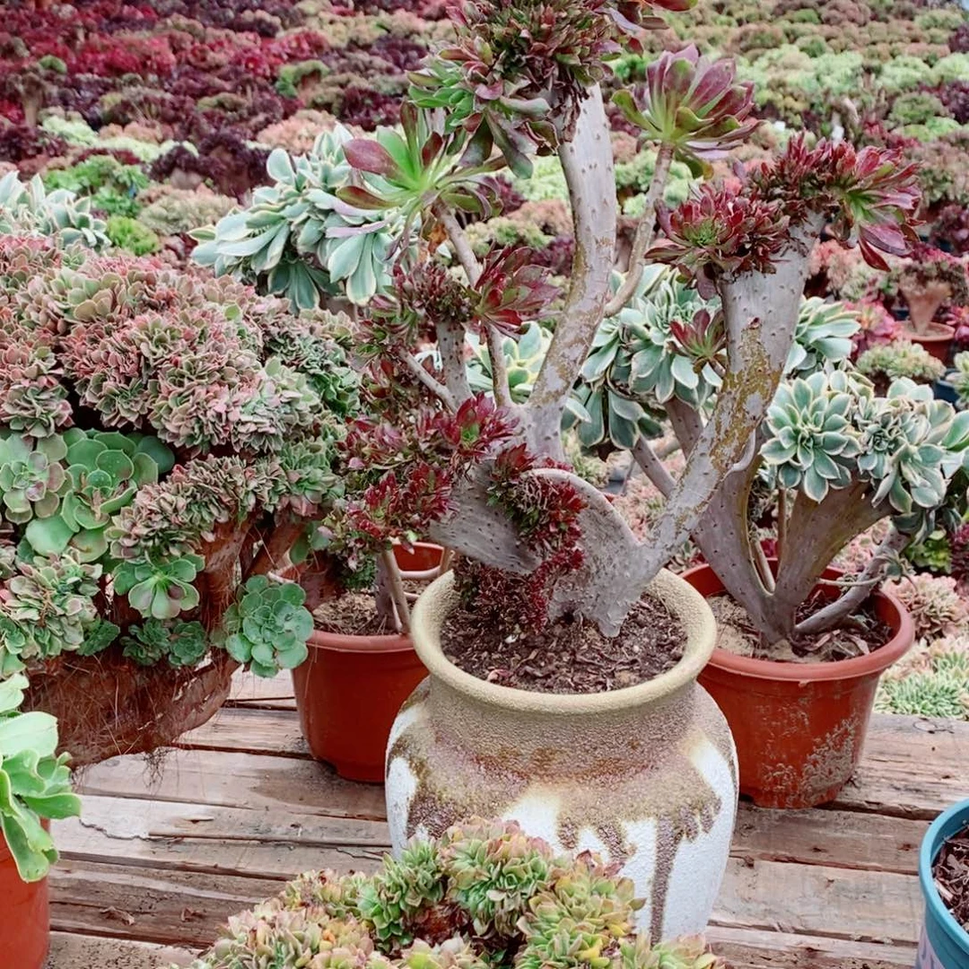 完全开放黑法师缀化1颗多肉