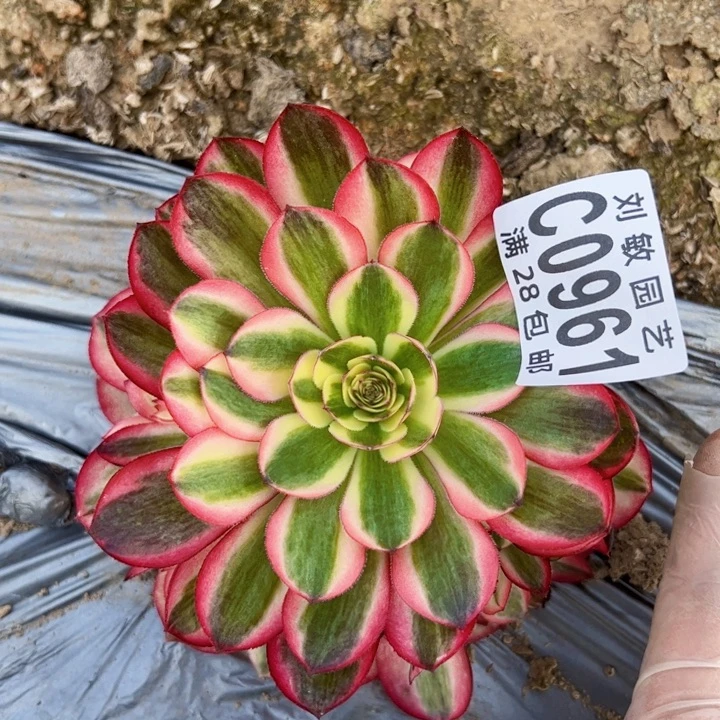 0961多肉植物法师倾城
