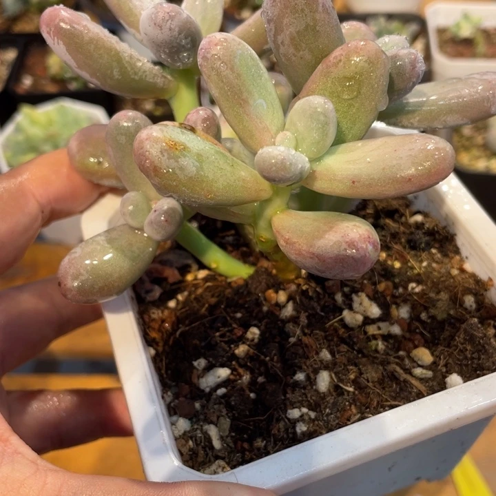 奶酪变异橙雪球花花