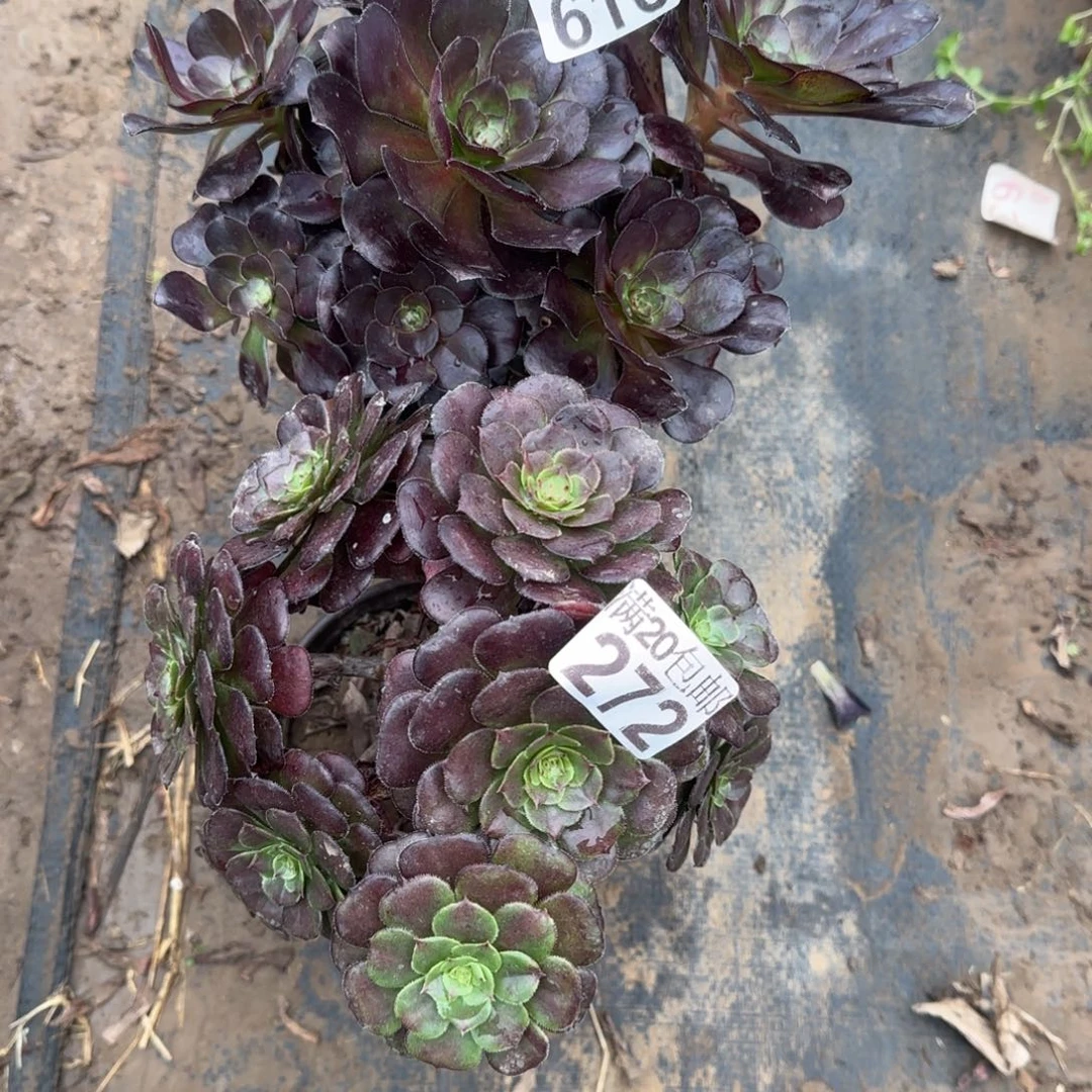 多肉272+610满20包邮断枝不包