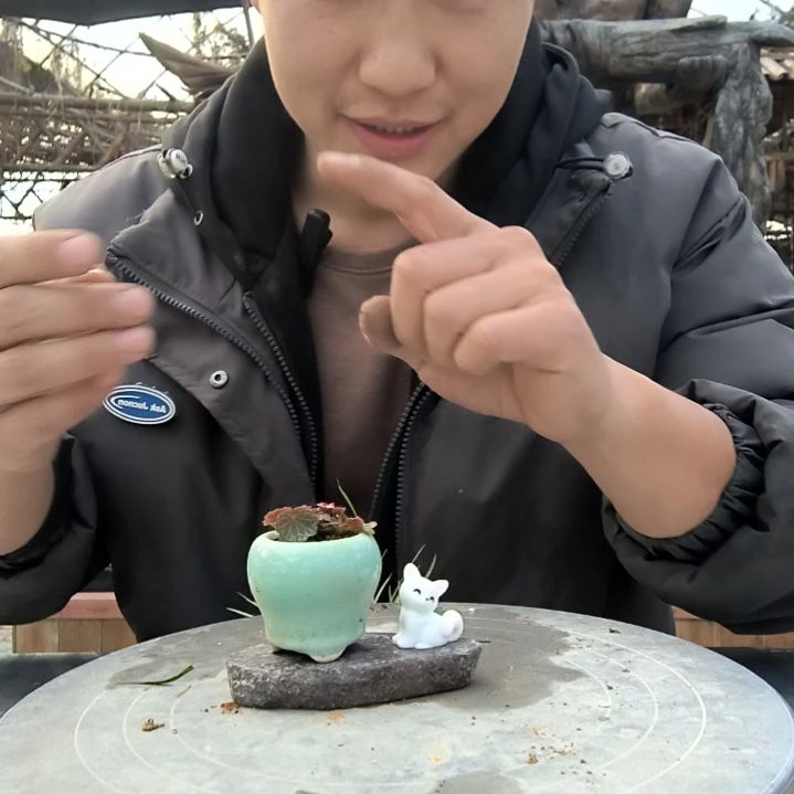 芬*小盆景小植物一物一拍148