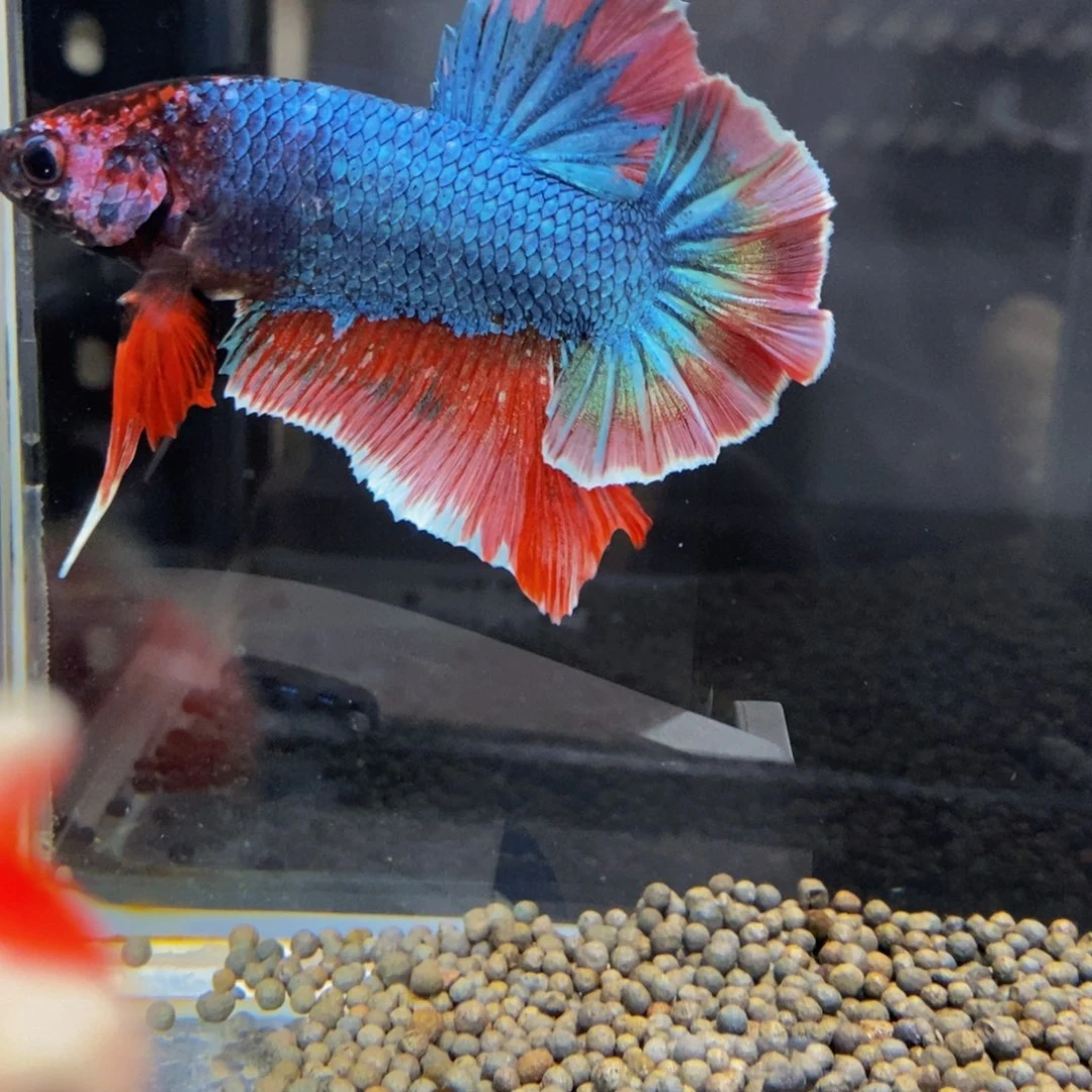 斗鱼224巨斗11111