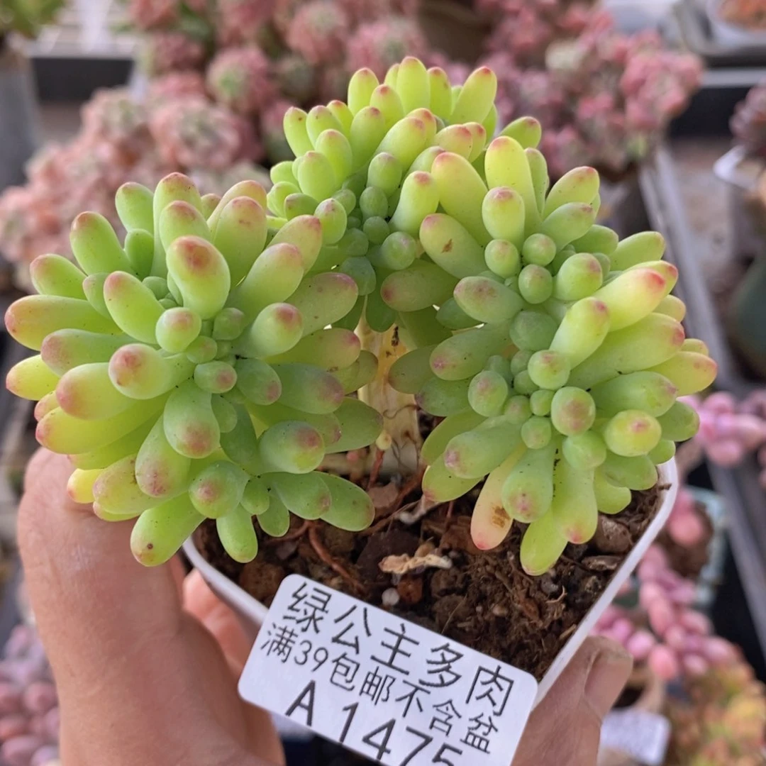 乙女心8cm1475多肉植物