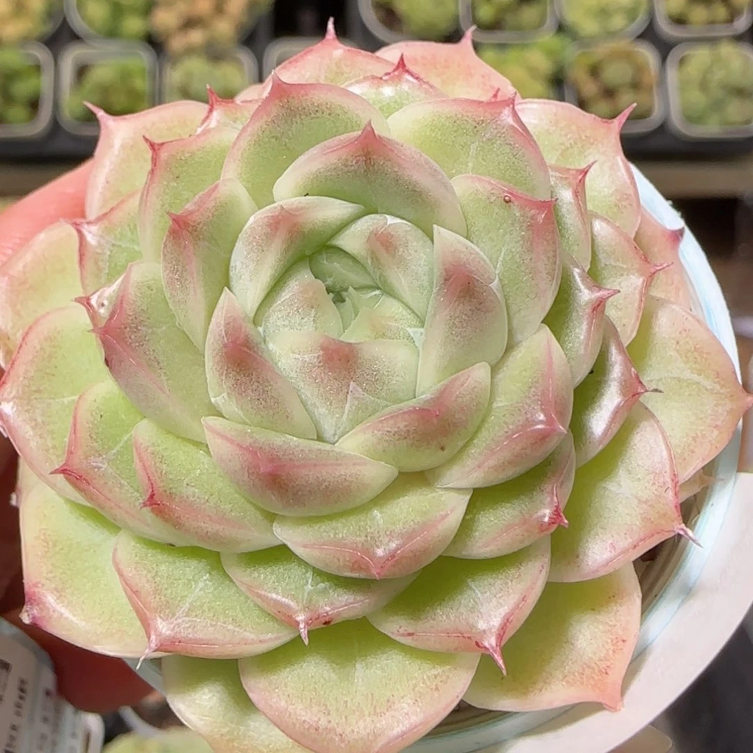 花语逸镜1025-197