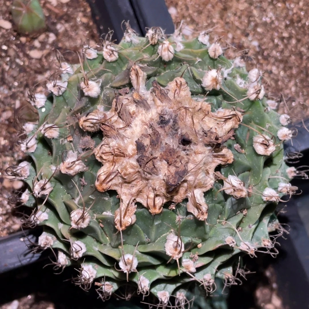 无花朵自根帝冠 仙人球