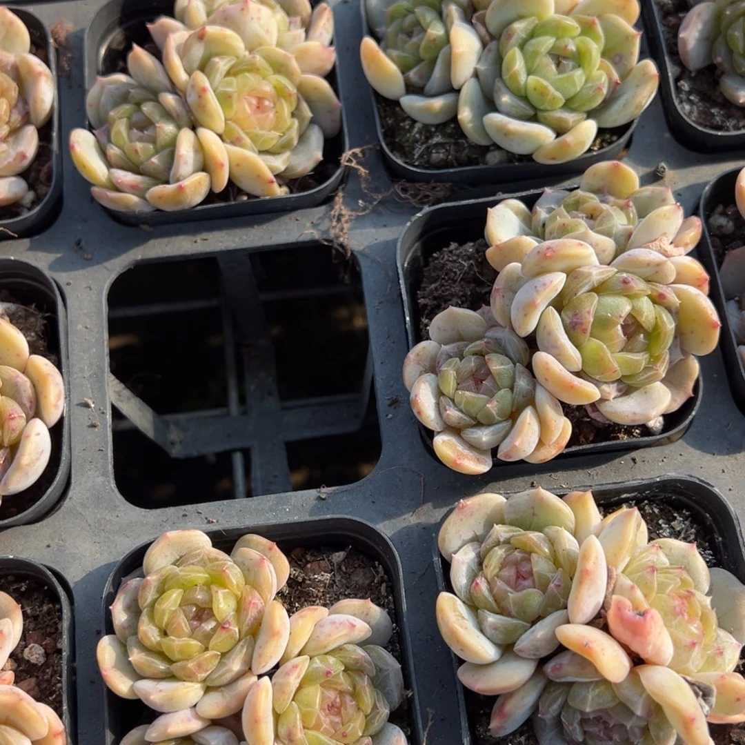 彩色恋人群到手1颗量拍多肉满18元包邮下午发