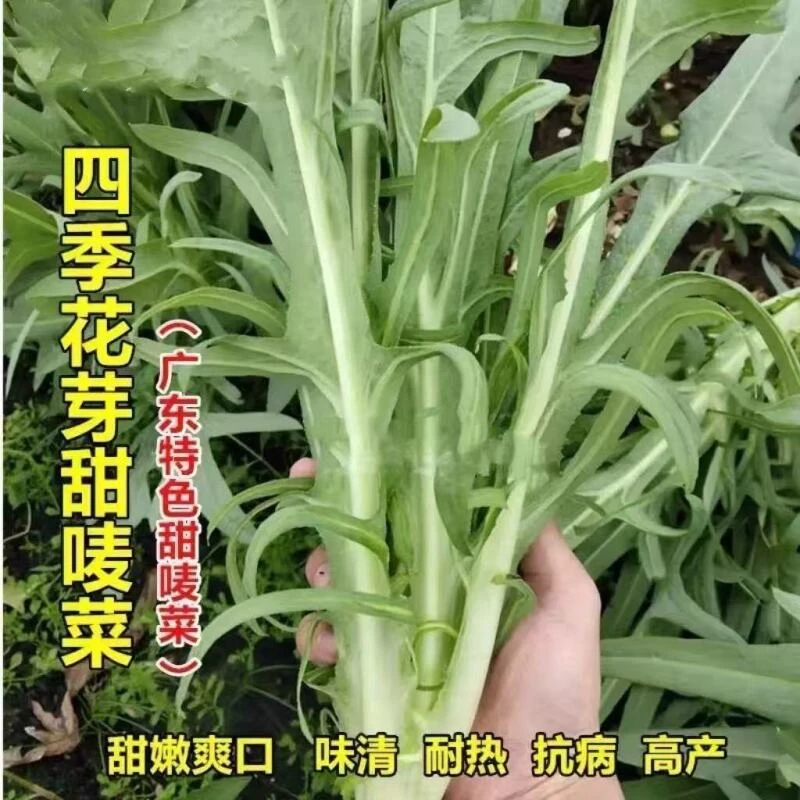 【全店任意满5包包邮】花芽甜麦菜种子蔬菜