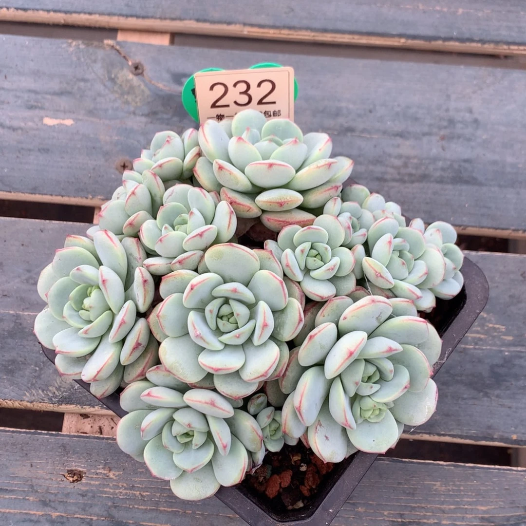 香草无砍平头一物一拍232