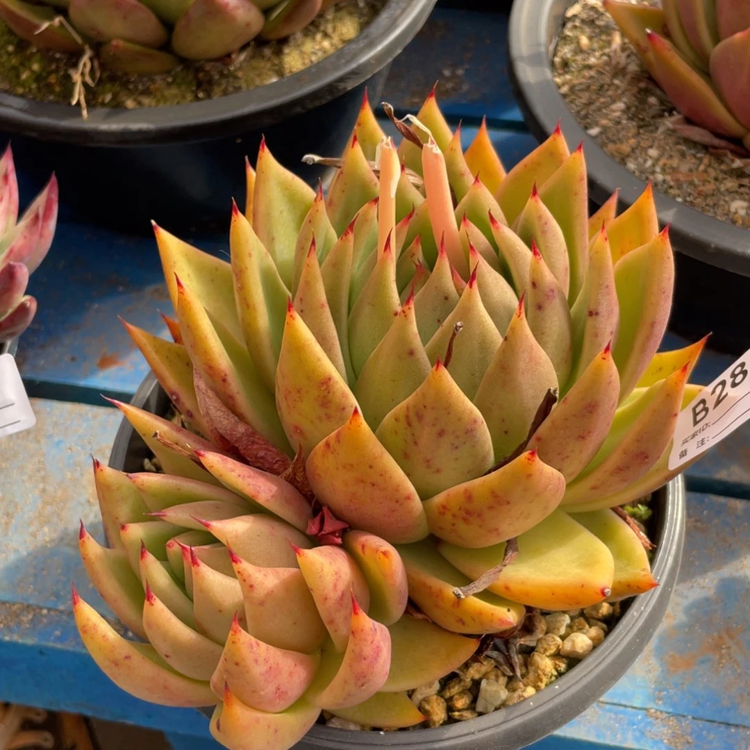 无花朵若茹东云单拍B288