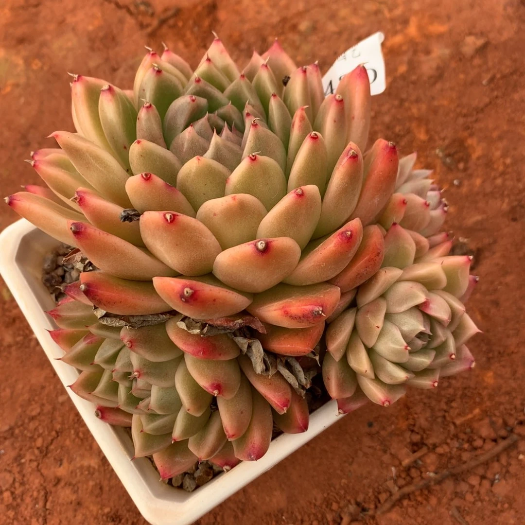 3480杂交精品基地13厘米