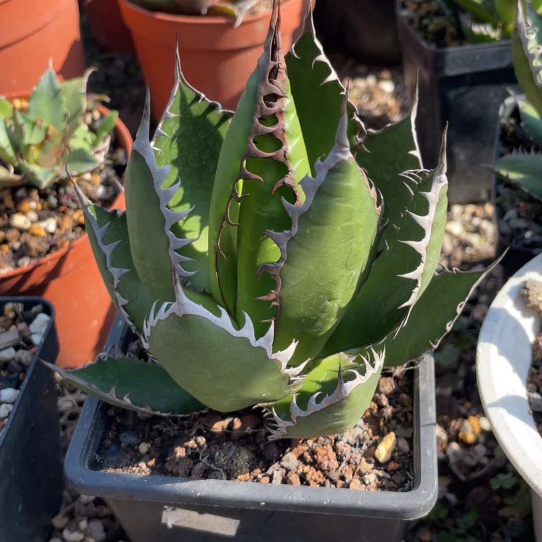 无花朵肌肉霍利达