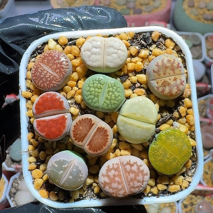 生石花3:：。在。 96号