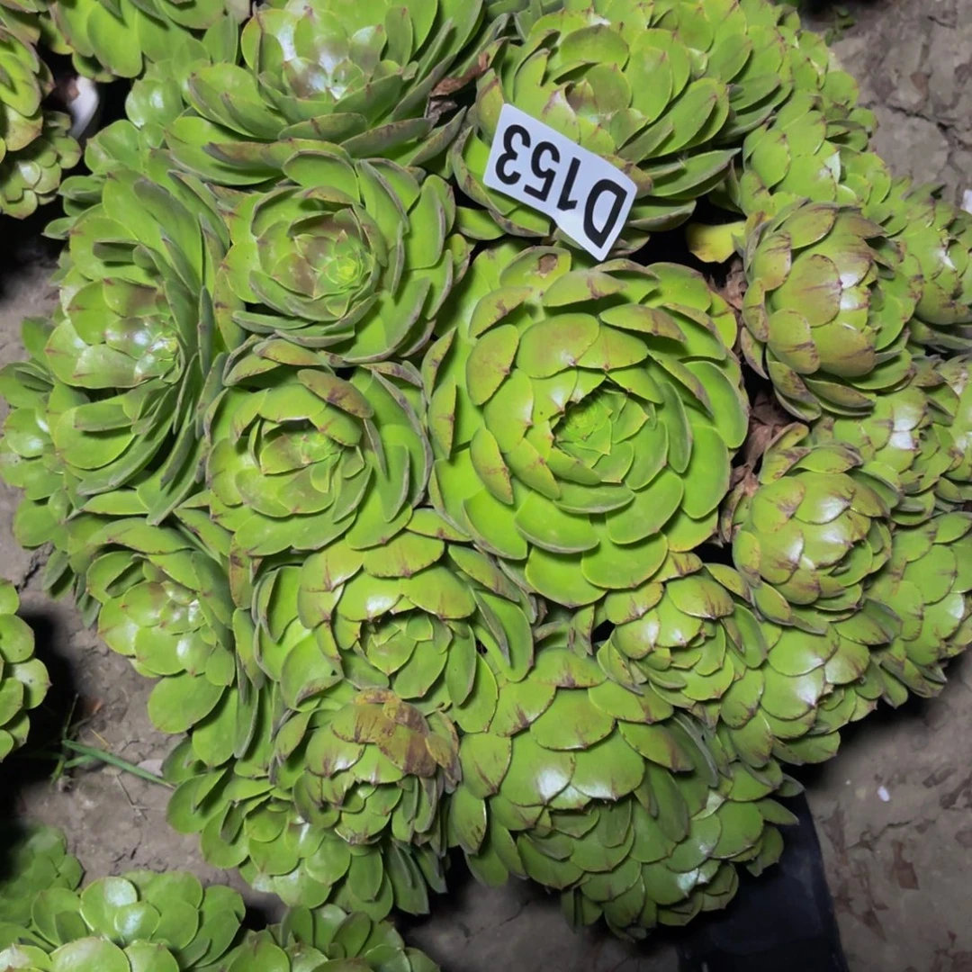 万拉丝14///13包邮