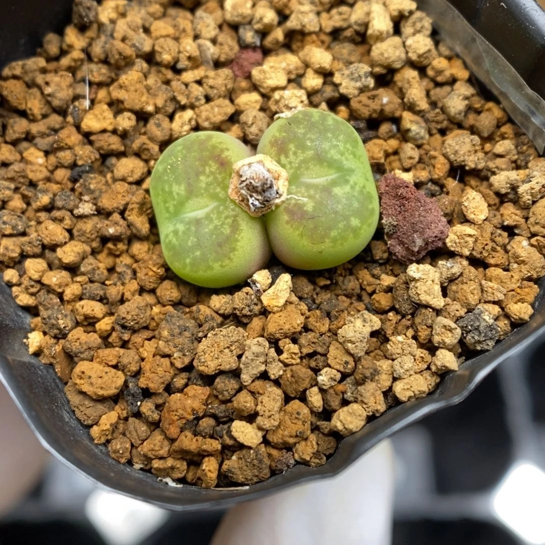 多肉植物肉锥杂交K-181