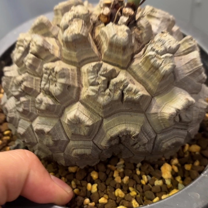 15 号日系龟甲龙植物带盆发