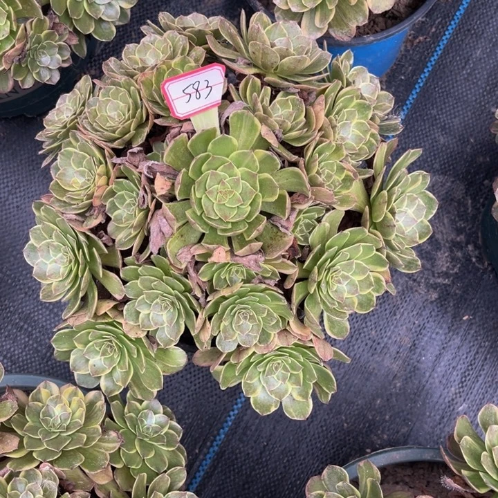 583半夏多肉植物法师