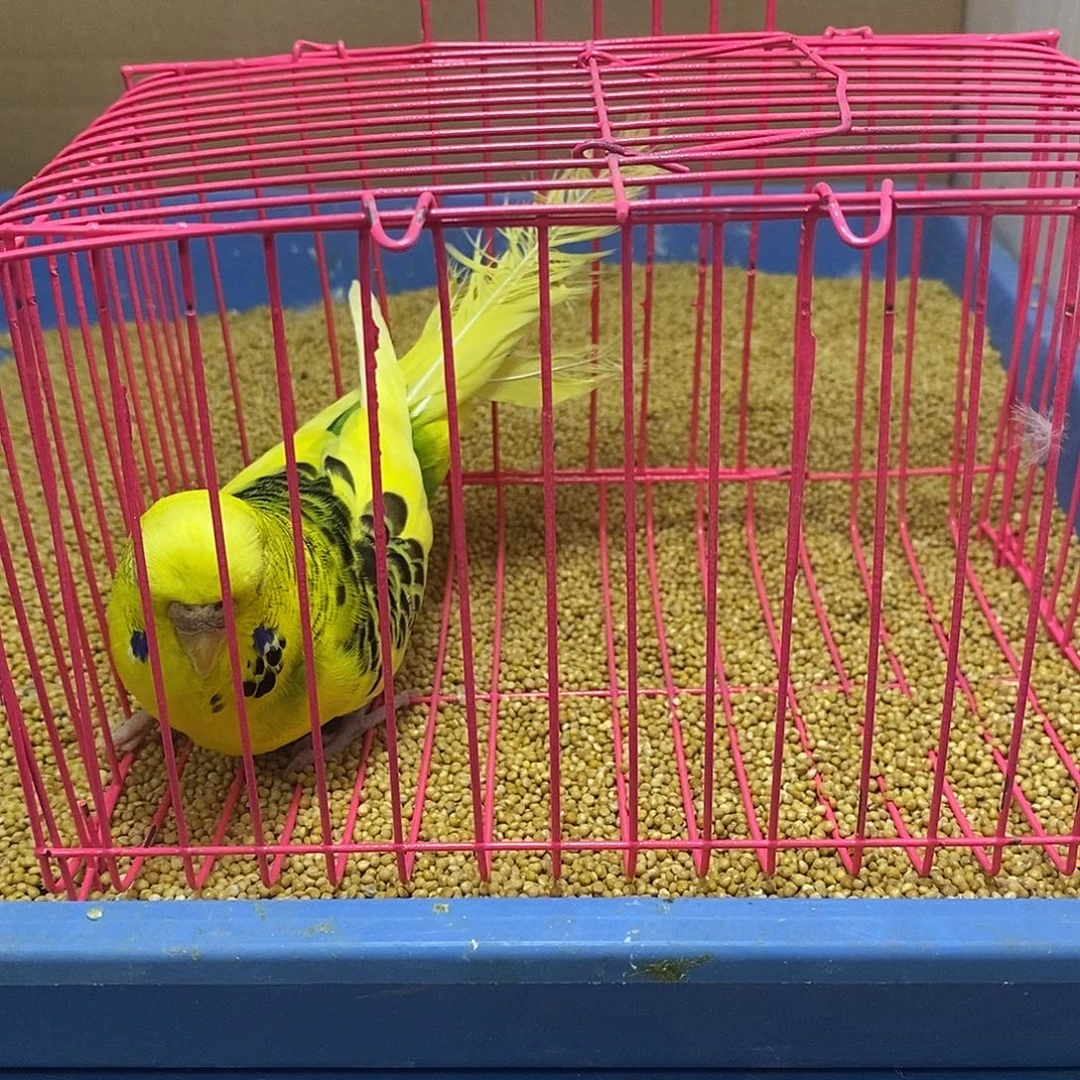 虎皮鹦鹉大头一只