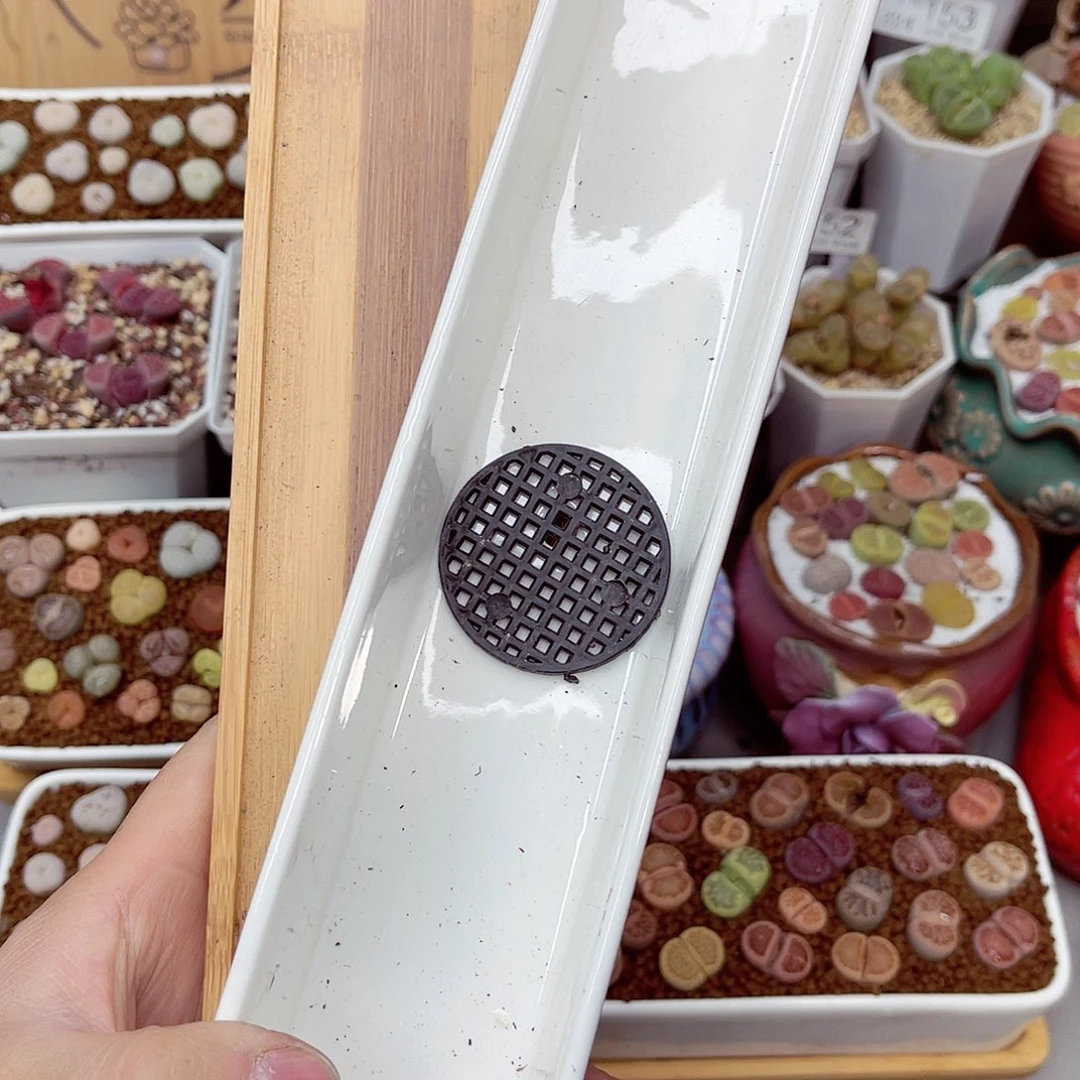 郎哥多肉生石花24-176