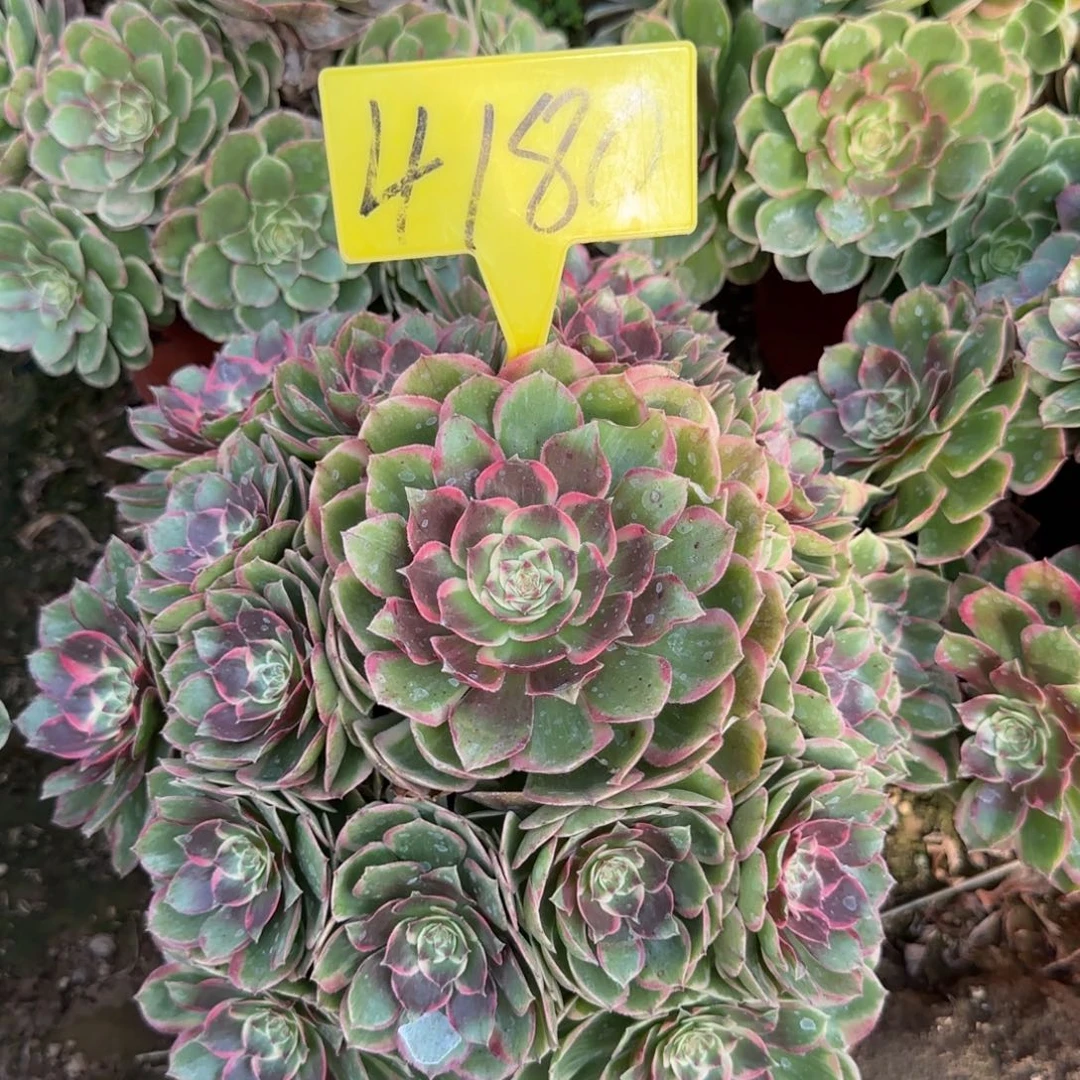4180---粉花妖多头