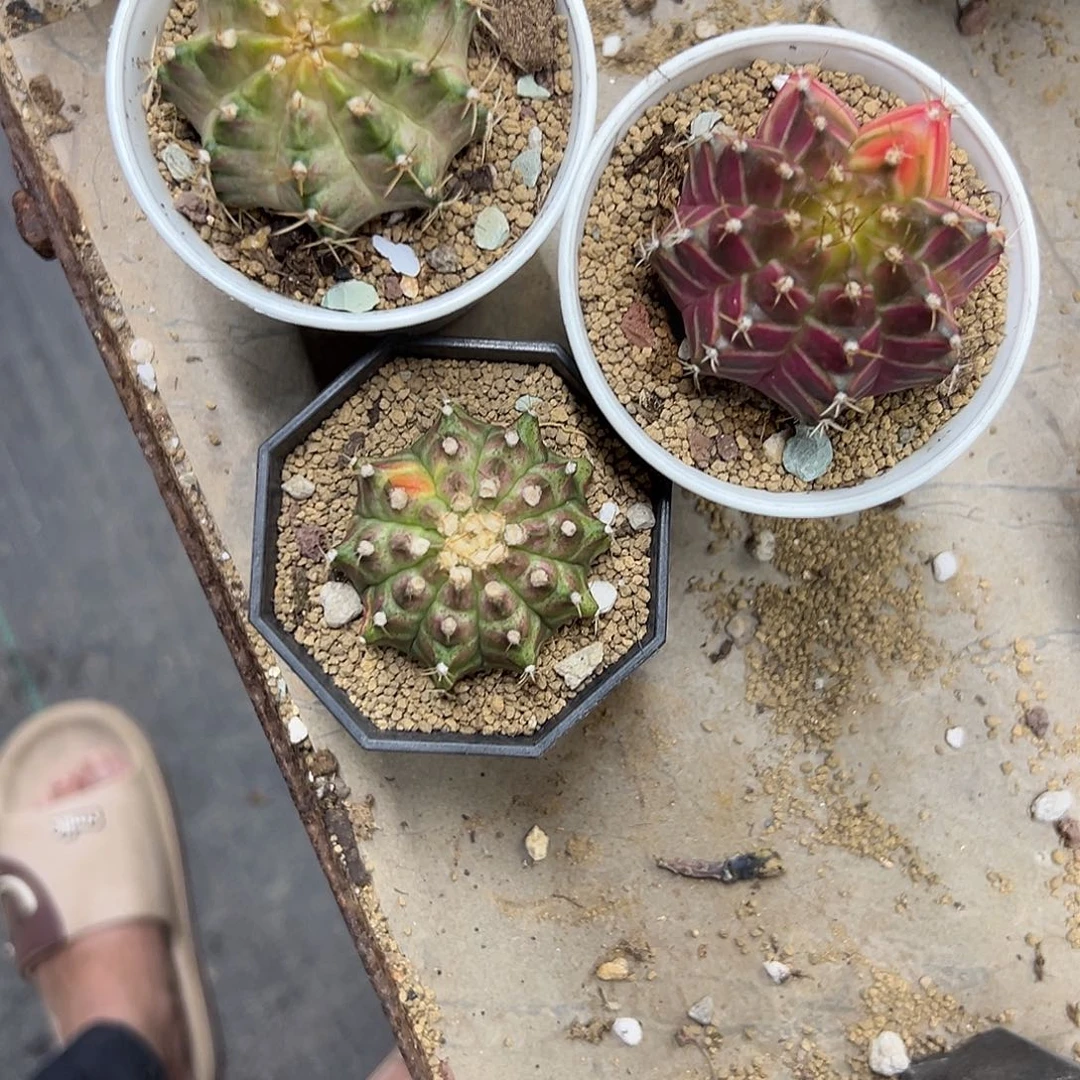 不挑福利轮回仙人球