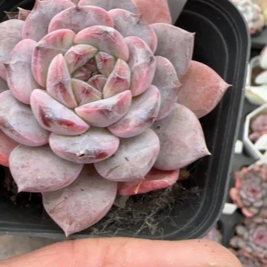 127冰糖多肉植物多